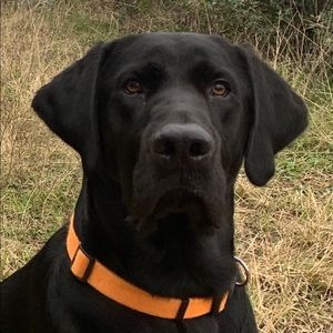 Meet your Posher, Jake